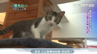 為浪貓散盡家產　貓糞肥成人生轉機