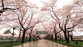 美到不合理! 日4000株夜櫻同時綻放