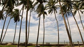 -椰子樹-椰子-（圖／美聯社／達志影像）