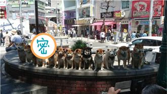 萌度破表！「小小兵」亂入柴柴大合照