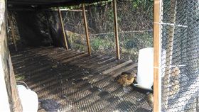 退休警飼養16隻雞竟一夜消失不見，PO文誓言復仇。（圖／翻攝當事人臉書）