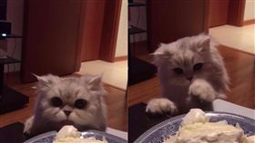 Boncuk低頭狂舔優格。（合成圖／翻攝自IG帳號：boncukchinchilla）