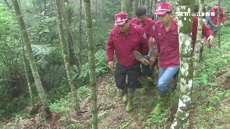 跟眼鏡蛇一樣毒　男挖筍遭土蜂螫斃