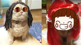  貓,喵,低頭,戴假髮,帥,英國短毛貓,謀劃　圖／翻攝自Gold_h IGhttps://goo.gl/utHLvx