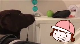 狗,偷吃,蘋果,床頭櫃,咬,下巴,越推越遠,傻眼 圖／翻攝自臉書影片https://goo.gl/WhFelb