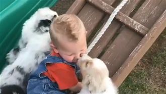 團結力量大！汪汪合作助小男孩溜滑梯