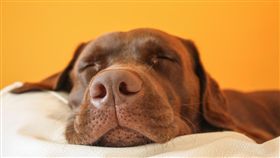 狗狗,做夢,睡覺,寵物,汪星人,毛小孩,愛犬▲圖／達志影像