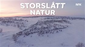 馴鹿遷徙 圖／翻攝自NRK臉書