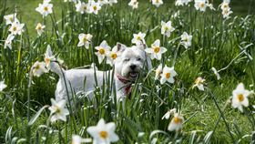 狗,散步,戶外,奔跑,寵物,毛小孩,汪星人,愛犬（圖／達志影像）