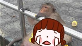 動保人員,獼猴,遊客,餵食,體重,胖叔,Uncle Fatty,健康,檢查　圖翻攝自Viral Press