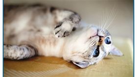 日本,旅館,樂天,貓咪,按摩,新玉旅館,AZUMA莊,平家之庄(itmedia http://nlab.itmedia.co.jp/nl/articles/1703/04/news017.html)