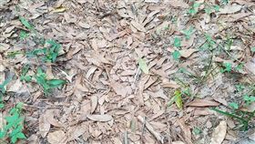 蛇,偽裝,眼力,找碴／翻攝推特