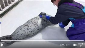 海豹緊抱保育員的手不放。（圖／翻攝自推特帳號：aguhiyori）