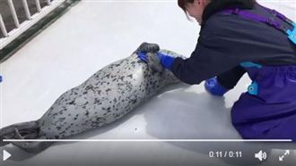 保育員觸診太酥湖　萌海豹竟一把抱住