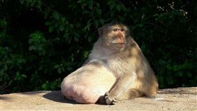 動保人員,獼猴,遊客,餵食,體重,胖叔,Uncle Fatty,健康,檢查　圖翻攝自Viral Press