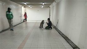 街友,遊民,月月,哈士奇,狗狗,汪,地下道,中壢火車站,食物　圖／翻攝自爆料公社https://goo.gl/Zl3Kil