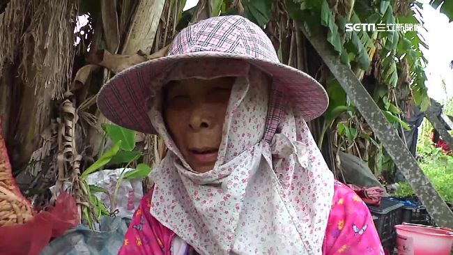 3千斤蒜頭一夜被偷　蒜農阿嬤哭了