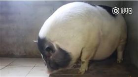 迷你豬,家豬,豬公,廣西,大陸　圖／翻攝自梨視頻