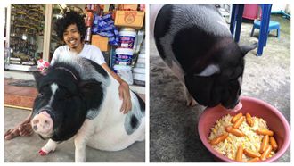 男把母豬當女友　暴肥百公斤不離不棄