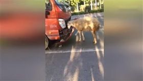 大陸，羊，貨車（圖／翻攝自YouTube）