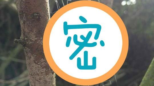 百年難得一見蜘蛛絲　網友看完驚呆