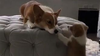 小柯基蹦蹦跳討抱抱　媽咪愛莫能助～