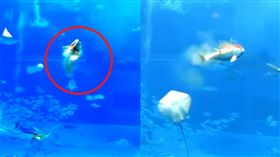 水族館,金槍魚,死亡 圖／翻攝自Kenneth Lee YouTube