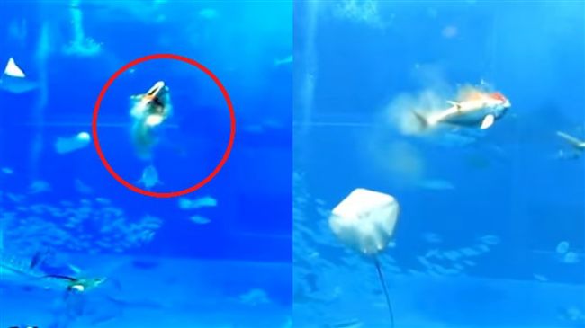 閃光燈害魚暴衝亡　水族館出面揭密
