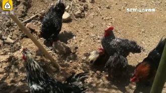 史上最坑人！陸野生動物園展示雞狗豬