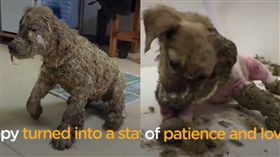 狗狗,膠水,虐待　圖／翻攝自Dodo Impact臉書