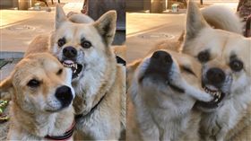 狗狗打架互咬嘴邊肉。（圖／翻攝自がくこ‏ @vloc_ol Twitter）