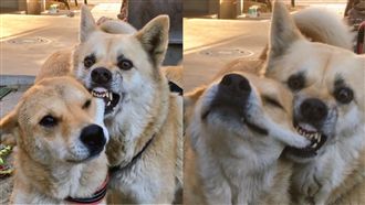 汪星人打架互咬嘴邊肉　網：是餓了嗎