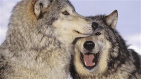 狼／flickr－changehali
（https://flic.kr/p/8zELxa）