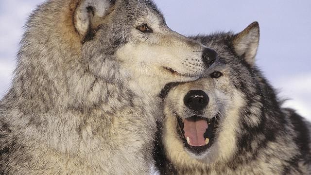 別再用「狼」師　教授：人類才最壞！