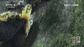 勇攀喜馬拉雅山　採蜜人懸崖邊展絕活