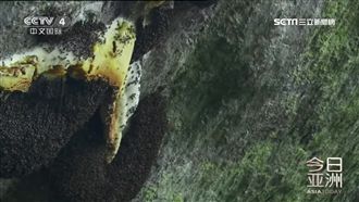 採蜜人勇攀喜馬拉雅山　被螫7下就死