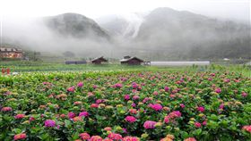 陽明山竹子湖地區繡球花季(圖/翻攝臉書海芋季)
