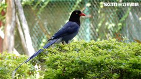 台灣藍鵲（圖／台北市動保處）