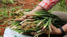 花蓮青年種韭菜  年營收500萬（3）
花蓮吉安鄉青年黎彥宏20多歲就投入務農，剛開始作物
收成後，因賣相差沒人要而慘賠，抱著不服輸精神，8
年來辛苦經營，現種植3公頃的韭菜，1年營業額可達新
台幣500萬元。
中央社記者李先鳳攝  106年5月4日