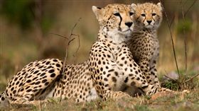 獵豹、走私。（圖／翻攝自International Fund for Animal）