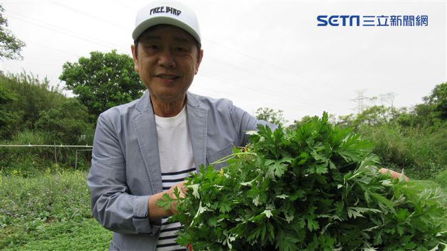 高原綠鑽石有奇效　防蚊、滅菌兼安神