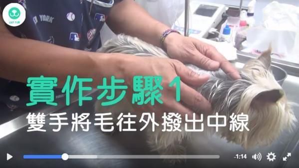 簡單3步驟　幫毛孩滴劑預防寄生蟲