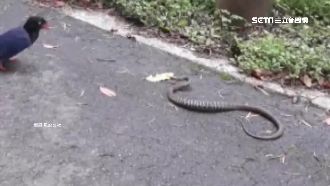 台灣藍鵲大戰臭青母　最後贏家是…