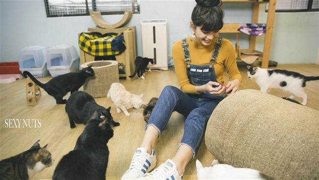 領養代替購買　收養貓狗要注意這些事