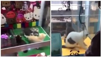 活貓被當娃娃夾　殘忍畫面讓網友氣炸