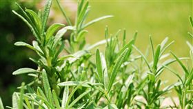 迷迭香,香料,植物
圖／攝影者Alice Henneman, Flickr CC License
https://www.flickr.com/photos/alicehenneman/7996554412/