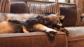 Milo喜歡找狗姐姐Niko打架。（圖／翻攝自IG帳號：lifewithmalamutes）
