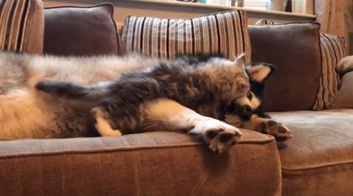 Milo喜歡找狗姐姐Niko打架。(圖/翻攝自IG帳號:lifewithmalamutes)
