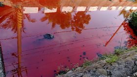 水溝滿江紅　食品廠違法製抗凝血劑（2）
無黨籍屏東縣議員蔣月惠6日上午在屏東市頭前溪前進
里大排水溝發現溝裡的水滿江紅，立刻向屏東縣環保局
舉報，經查發現是食品廠違法製抗凝血劑，正深入調查
中。 圖／中央社