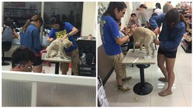 狗毛,超商,座位區,剃毛,衛生
圖／翻攝自臉書爆料公社